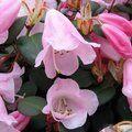 RHODODENDRON williamsianum  