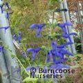 SALVIA guaranitica  