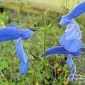 SALVIA patens 'Guanajuato' 