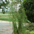 TAXODIUM distichum 'Falling Waters' 