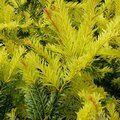 TAXUS baccata 'Autumn Shades' 