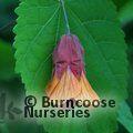 ABUTILON 'Wisley Red'  
