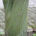 ACER davidii 'Ernest Wilson' 