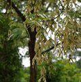 ACER negundo 'Aureomarginatum' 