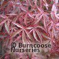 ACER palmatum 'Beni-komachi' 