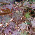 ACER palmatum 'Inazuma' 