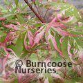 ACER palmatum 'Orido Nishiki' 