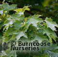 ACER platanoides 'Cleveland' 