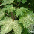 ACER platanoides 'Deborah' 