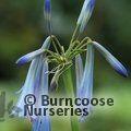 AGAPANTHUS inapertus subsp. 'Sky Blue' 
