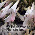 AGAPANTHUS umbellatus 'Albus' 