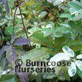 AKEBIA quinata 'Variegata' 