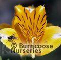 ALSTROEMERIA 'Friendship'  