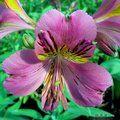 ALSTROEMERIA 'Lucinda'  