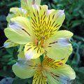 ALSTROEMERIA 'Princess Angela'   