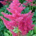 ASTILBE 'Gertrude Brix'  