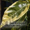 AUCUBA japonica 'Sulphurea Marginata' 