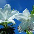 AZALEA - EVERGREEN ledifolia 'Alba'  