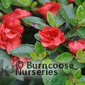 AZALEA - EVERGREEN 'Susannah Hill'  