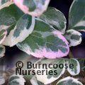 AZARA microphylla 'Gilt Edge' 