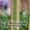 BAMBOO Phyllostachys bambusoides 'Castellonis' 