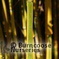 BAMBOO Phyllostachys vivax 'Aureocaulis' 