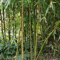 BAMBOO Semiarundinaria fastuosa  