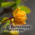 BERBERIS buxifolia 'Pygmaea'  
