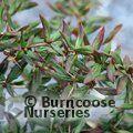 BERBERIS gagnepainii var lanceolata  