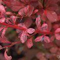 BERBERIS thunbergii 'Harlequin' 