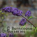 BUDDLEJA davidii 'Ile de France' 