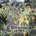 BUDDLEJA madagascariensis  
