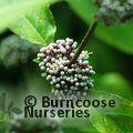 CALLICARPA mollis  