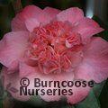 CAMELLIA 'Amabel Lansdell'  