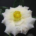 CAMELLIA 'Annette Gehry'  