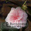 CAMELLIA 'Augusto Leal de Gouveia Pinto'  