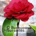 CAMELLIA 'Coquettii'  