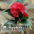 CAMELLIA 'Daikagura'  