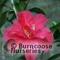 CAMELLIA 'Diamond Head'  