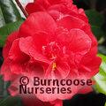CAMELLIA 'Dixie Knight'  