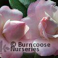 CAMELLIA 'Erin Farmer'  