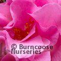 CAMELLIA 'Gay Time'  