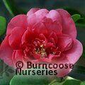 CAMELLIA 'Guest of Honour'  