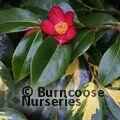 CAMELLIA japonica 'Variegata' 