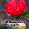 CAMELLIA 'Marinka'  