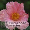 CAMELLIA 'Mary Christian'  