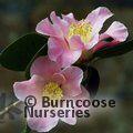 CAMELLIA 'Mary Larcom'  