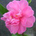 CAMELLIA 'Paradise Hilda'  