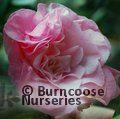 CAMELLIA 'Tomorrow Park Hill'  