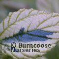 CEANOTHUS griseus 'Diamond Heights' 
